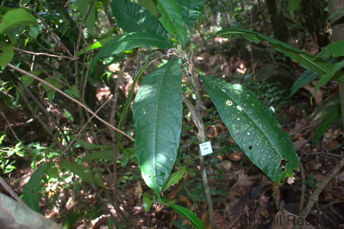 Lepisanthes simplicifolia (Thwaites) Leenh.
